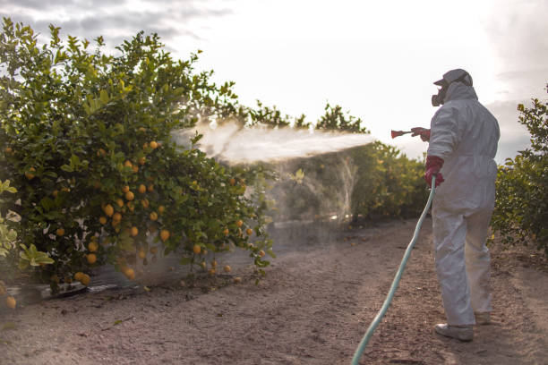 Best Best Pest Control Companies  in Youngtown, AZ