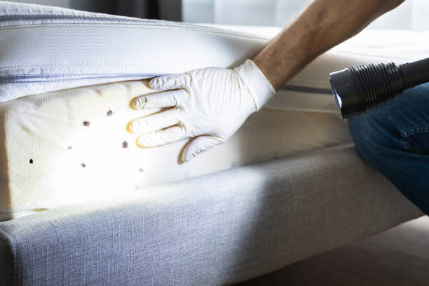 Best Affordable Pest Control Services  in Youngtown, AZ