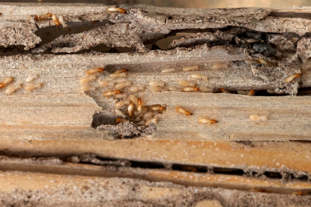 Best Local Pest Control Services  in Youngtown, AZ