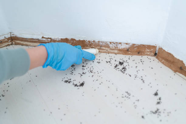 Best Commercial Pest Control Services  in Youngtown, AZ