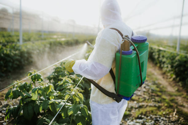 Best Emergency Pest Control  in Youngtown, AZ